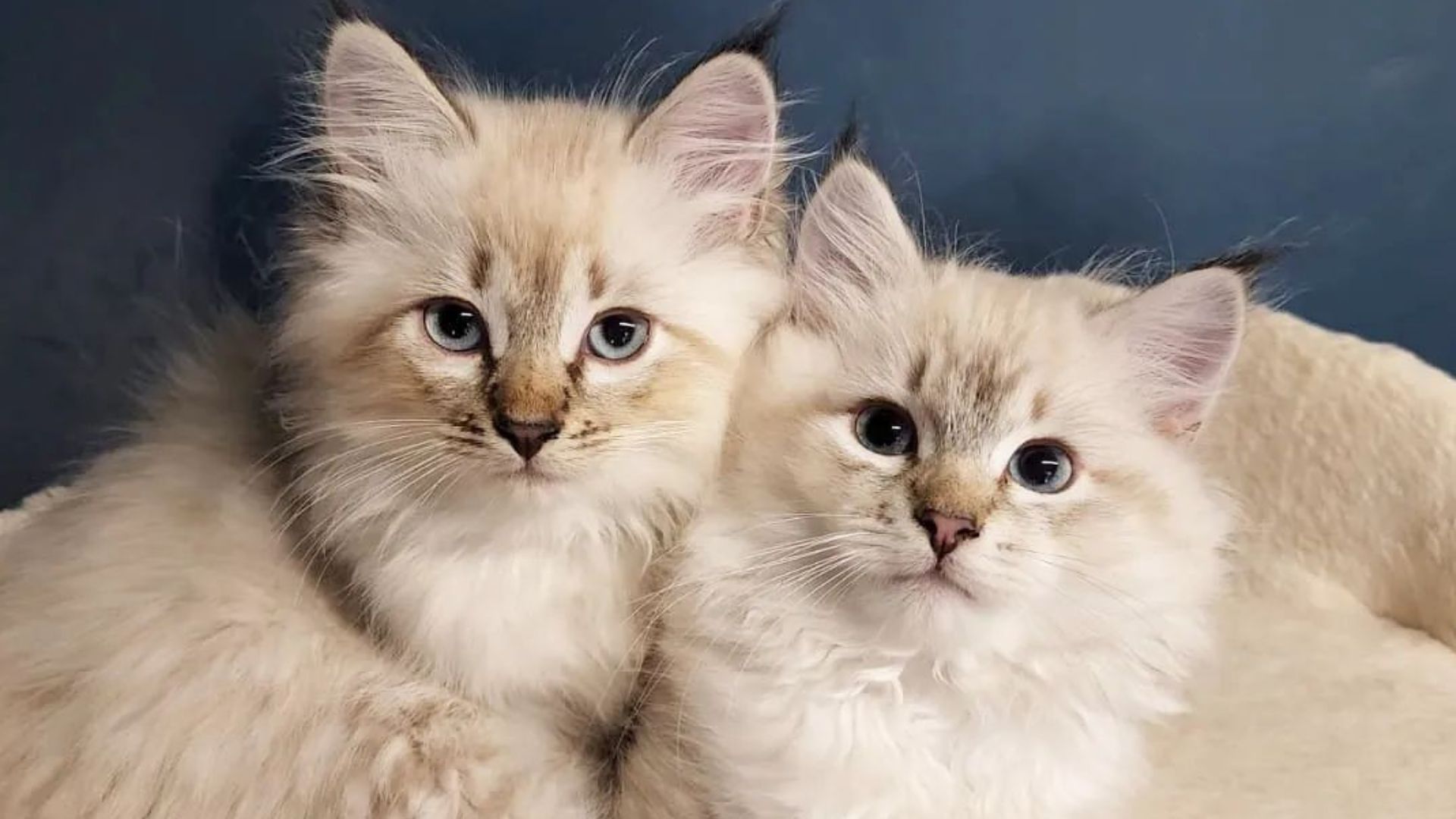 Two fluffy Lazuli Siberian kittens