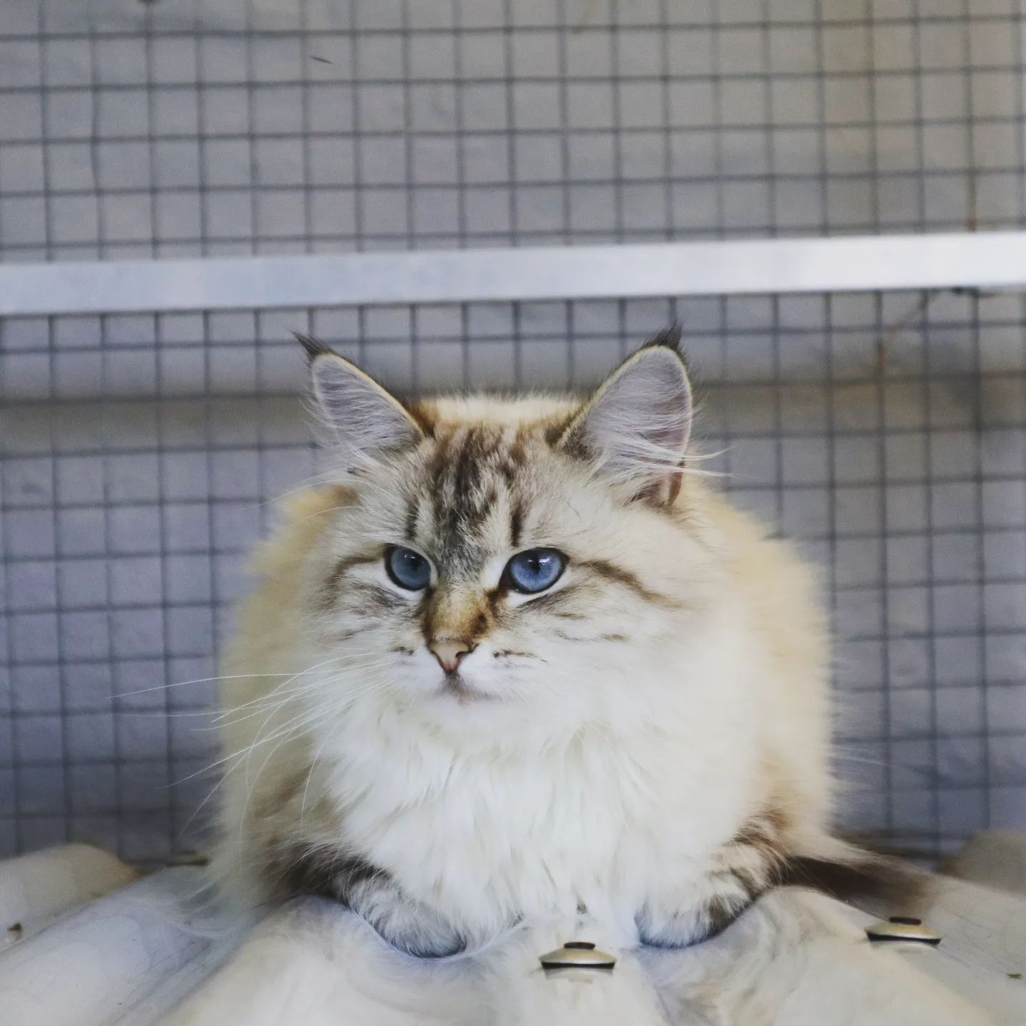 Blue-eyed Lazuli cat sitting upright