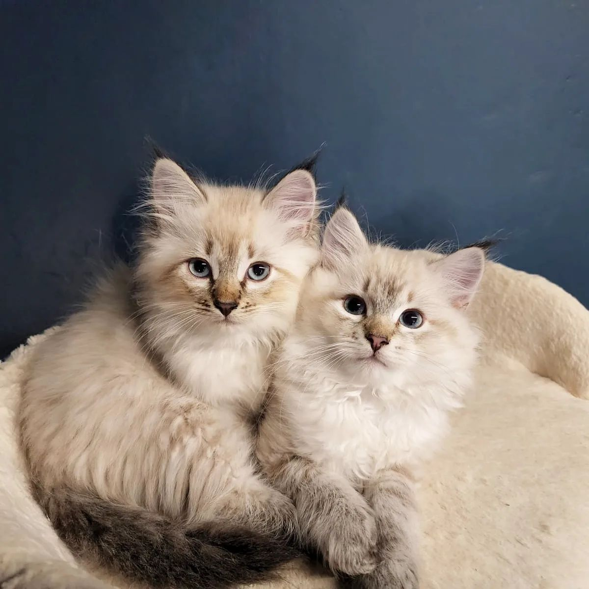 Two fluffy Lazuli kittens sitting together