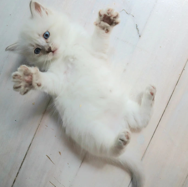 A playful Lazuli kitten
