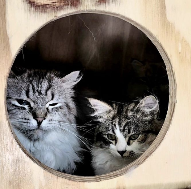 Lazuli cats snuggled together in a wooden cubby